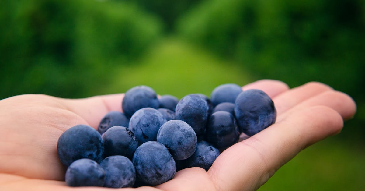 Magia afinelor pe sol acid: de la pregătirea terenului la o recoltă irezistibilă