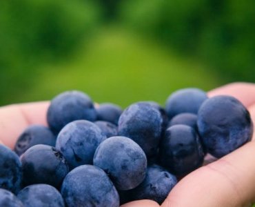 Magia afinelor pe sol acid: de la pregătirea terenului la o recoltă irezistibilă