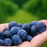Magia afinelor pe sol acid: de la pregătirea terenului la o recoltă irezistibilă