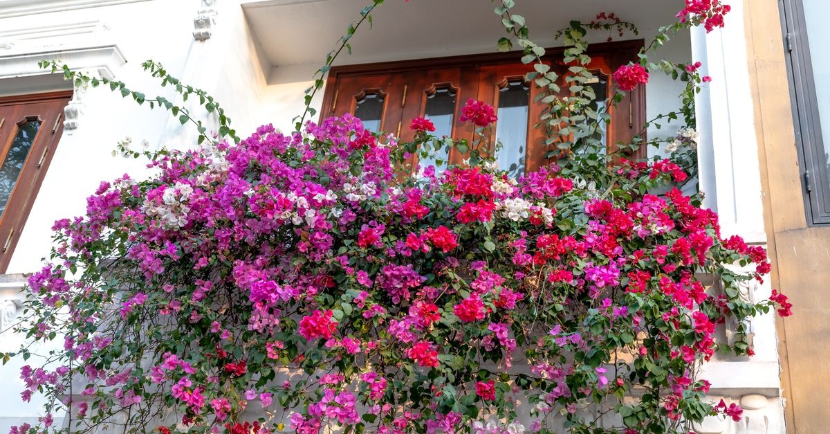 Balcon mereu înflorit: 15 plante de balcon care strălucesc toată vara (cu întreținere minimă)