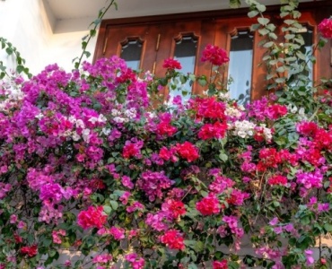 Balcon mereu înflorit: 15 plante de balcon care strălucesc toată vara (cu întreținere minimă)