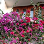 Balcon mereu înflorit: 15 plante de balcon care strălucesc toată vara (cu întreținere minimă)