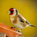 DIY de toamnă: transformă un dovleac uscat într-o hrănitoare fermecătoare pentru păsările grădinii