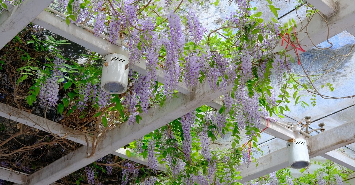Transformă-ți pergola într-o oază verde: idei fermecătoare cu plante cățărătoare decorative