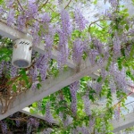 Transformă-ți pergola într-o oază verde: idei fermecătoare cu plante cățărătoare decorative