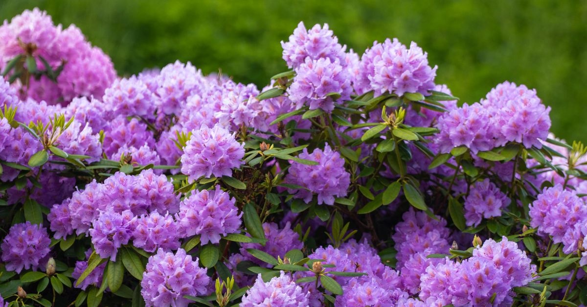 După ploaia de flori: cum să-ți tunzi rododendronii pentru un nou val de culoare