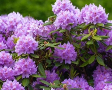După ploaia de flori: cum să-ți tunzi rododendronii pentru un nou val de culoare