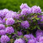 După ploaia de flori: cum să-ți tunzi rododendronii pentru un nou val de culoare