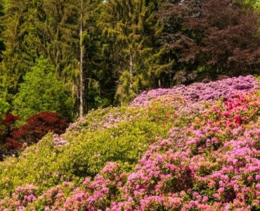 De la ramură la tufă bogată: butași reușiți de rododendron cu aspect de salcie