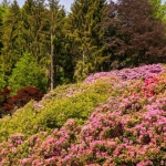 De la ramură la tufă bogată: butași reușiți de rododendron cu aspect de salcie