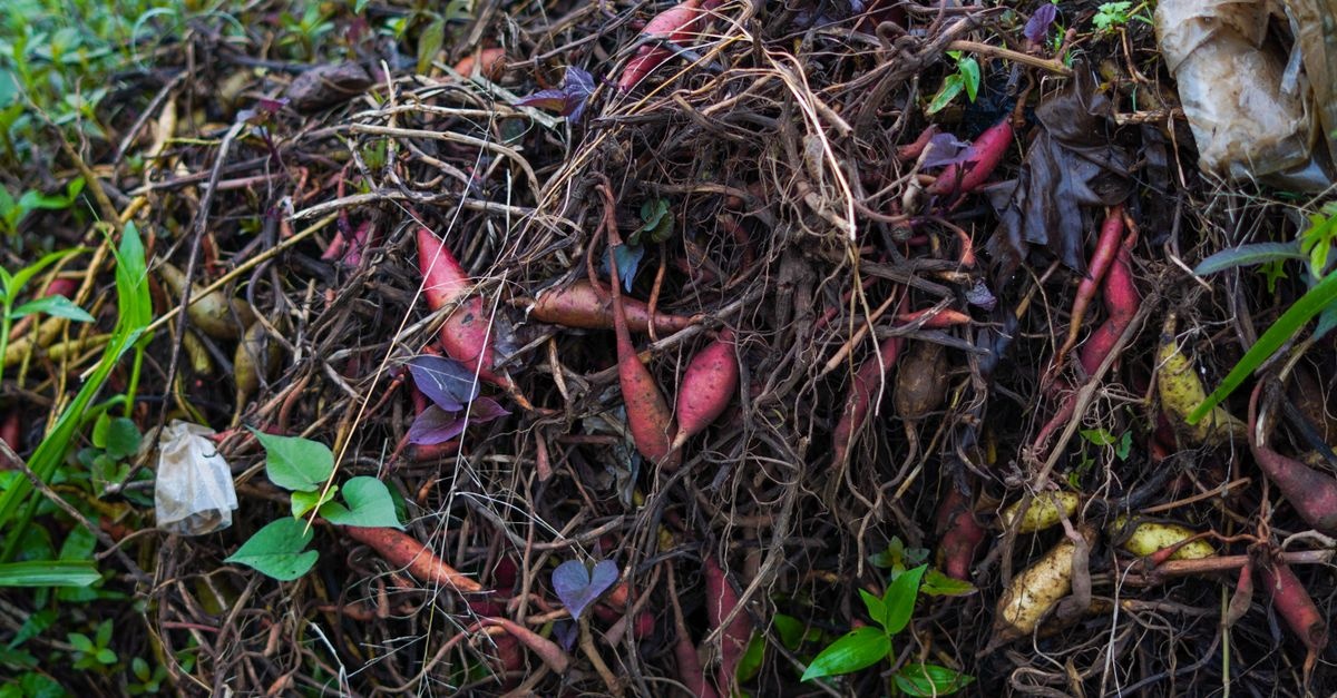 Transformă resturile de bucătărie în aur pentru grădină: compost rapid, în timp record