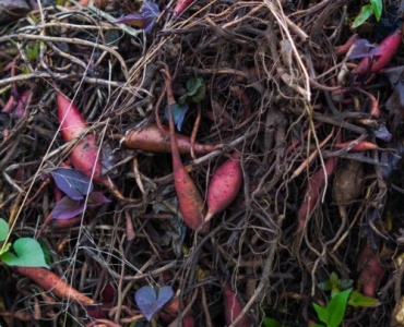 Transformă resturile de bucătărie în aur pentru grădină: compost rapid, în timp record