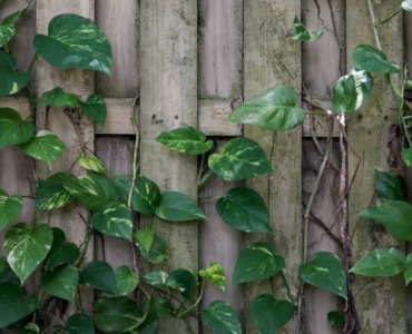 Transformă-ți gardul într-o oază mereu verde: cum alegi plantele cățărătoare ideale