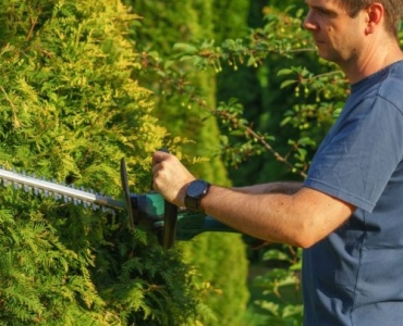 Gard viu de vis: alege arbuștii de foioase care oferă intimitate, culoare și îngrijire ușoară