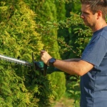 Gard viu de vis: alege arbuștii de foioase care oferă intimitate, culoare și îngrijire ușoară