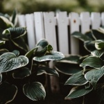 Transformă umbrele în spectacol verde: cum alegi hosta potrivită pentru o grădină luxuriantă
