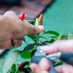 Mic balcon, recoltă uriașă: transformă-ți spațiul în cea mai productivă mini-grădină de legume